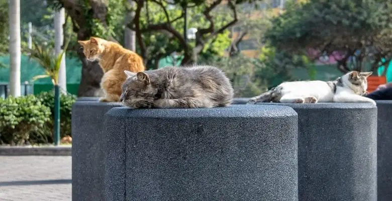 gatos del parque kennedy