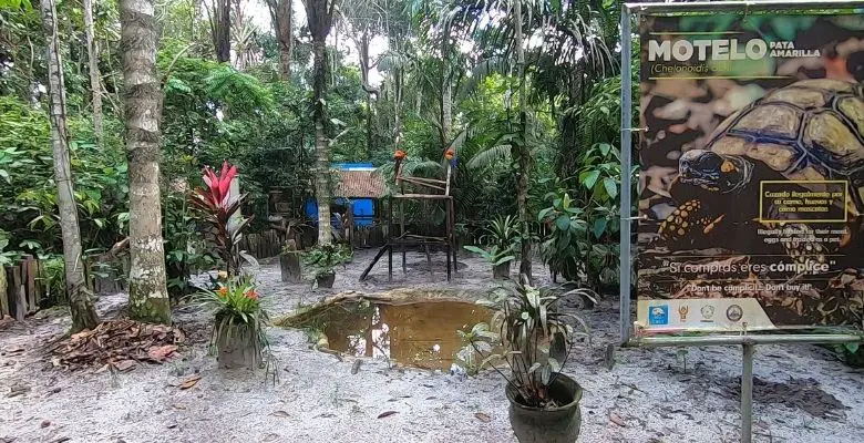 centro de rescate amazonico iquitos