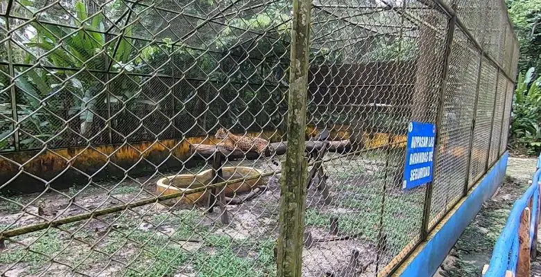 zoo quistococha