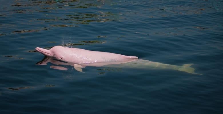 delfin rosado pacaya samiria